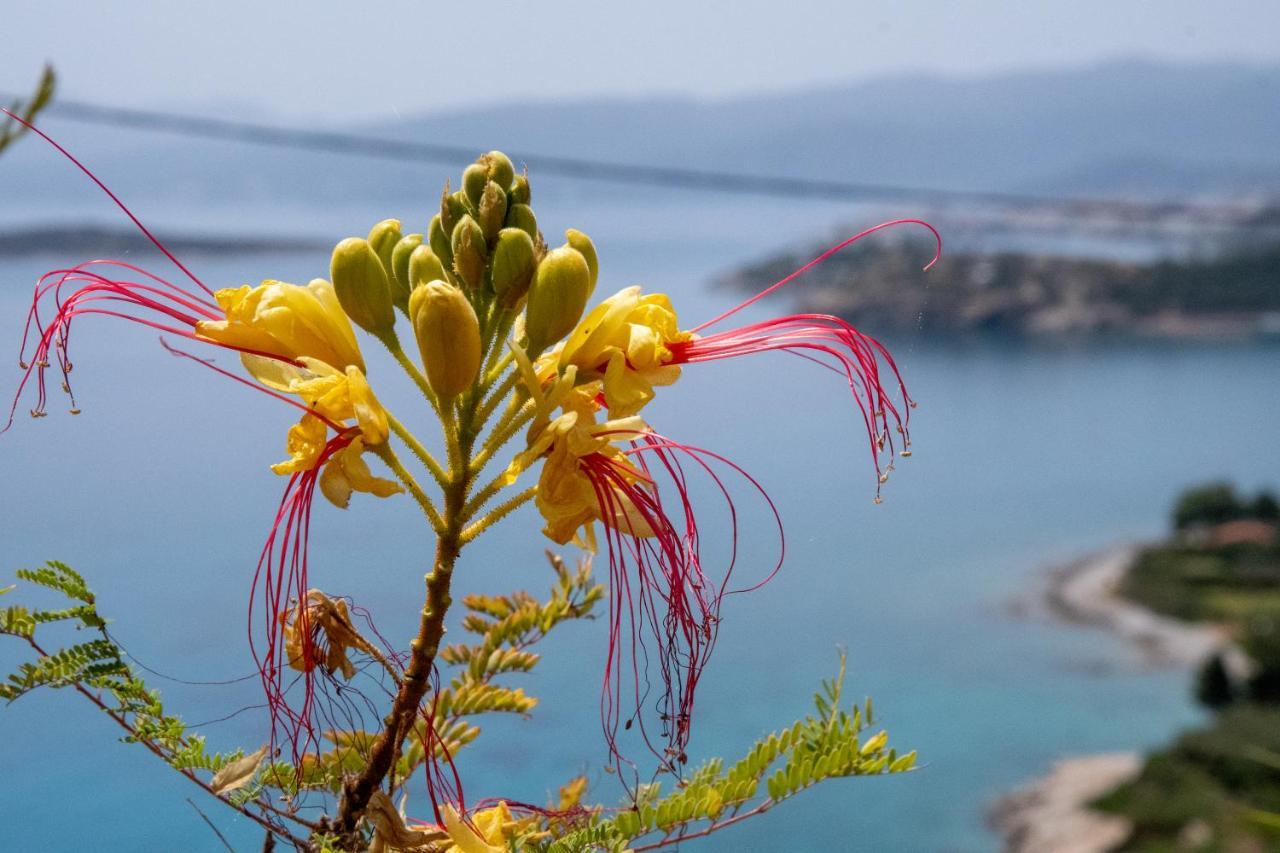 Miracle View Villas Ayos Nikolaos Dış mekan fotoğraf